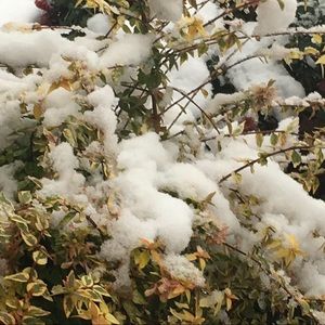 Meet your Posher, Tanya